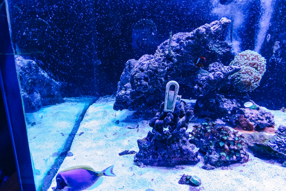 18 Fun Things To Do With KIDS in Wilmington, NC (+ Map!)